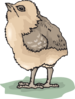 Chick Looking Up Clip Art